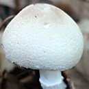 Lepiota ignivolvata (czubajeczka czerwonopochwowa)