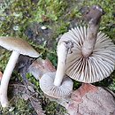 Inocybe curvipes (strzępiak wełenkowy)