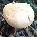 Hygrophorus arbustivus