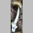 Amanita simulans