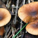 Lactarius obscuratus (mleczaj olszowy)