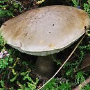 Leccinum schistophilum (koźlarz zielonawy)