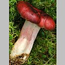 Russula rhodopus (gołąbek czerwononogi)