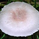 Agaricus semotus (pieczarka winnoczerwona)