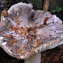 Tricholoma orirubens (gąska czerwieniejąca)