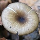 Entoloma poliopus