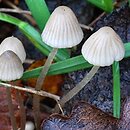 Mycena mitis