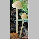 Psathyrella murcida (kruchaweczka ochrowoczarna)