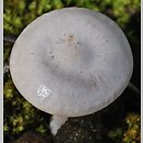 Clitocybe albofragrans