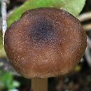 Entoloma longistriatum