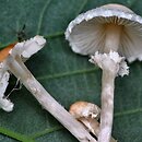 Lepiota apatelia