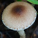 Lepiota echinella (czubajeczka szczecinistołuskowata)