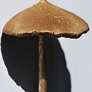 Entoloma conocybecystis