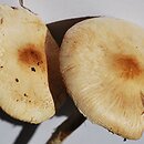 Lepiota oreadiformis (czubajeczka łysiejąca)