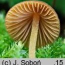 Conocybe semiglobata (stożkówka półkulista)