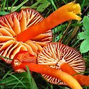 Hygrocybe splendidissima (wilgotnica okazała)