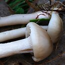 Hygrocybe lacmus (wilgotnica lakmusowa)