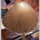 Psathyrella microrhiza (kruchaweczka krótkokorzeniasta)