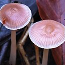 Mycena pearsoniana (grzybówka brązowofioletowa)