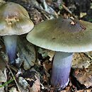 Cortinarius mucifluoides (zasłonak śluzakowatowaty)