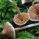 Cortinarius acutus (zasłonak ostry)