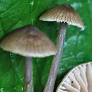 Entoloma nitens