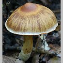 Cortinarius conicus