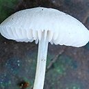 Pluteus exiguus (drobnołuszczak niepozorny)