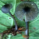 Entoloma chytrophilum