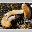 Inocybe pruinosa