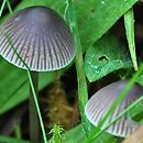 Mycena aetites (grzybówka trawiasta)