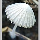 Coprinopsis cortinata (czernidłak zasnówkowaty)