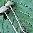 Psathyrella pseudogracilis (kruchaweczka workowatorozwierkowa)