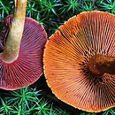 Cortinarius malicorius (zasłonak jabłkowaty)