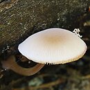 Pluteus semibulbosus