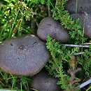 Entoloma fuscotomentosum