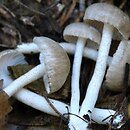 Hygrophorus tephroleucus (wodnicha jesienna)