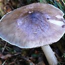 Pluteus brunneoradiatus