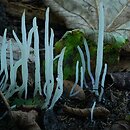 Clavaria fragilis (goździeniec robakowaty)