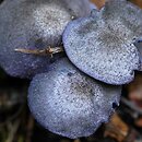 Entoloma euchroum (dzwonkówka fioletowawa)