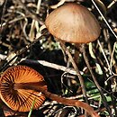 Conocybe juniana (stożkówka czerwcowa)