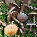 Cortinarius diasemospermus