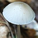 Mycena abramsii (grzybówka wczesna)