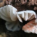 Entoloma exiguum