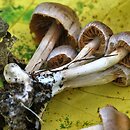 Cortinarius sordidus