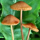 Conocybe juniana var. juniana