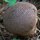 Lycoperdon nigrescens (purchawka czarniawa)