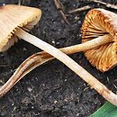 Conocybe echinata (stożkówka jeżowata)