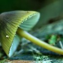 Mycena viridimarginata (grzybówka zielonoostrzowa)