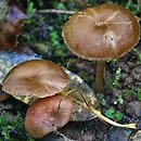 Entoloma caccabus